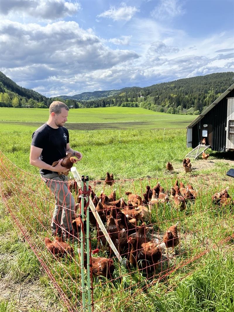 Høner som går rundt på et jorde.